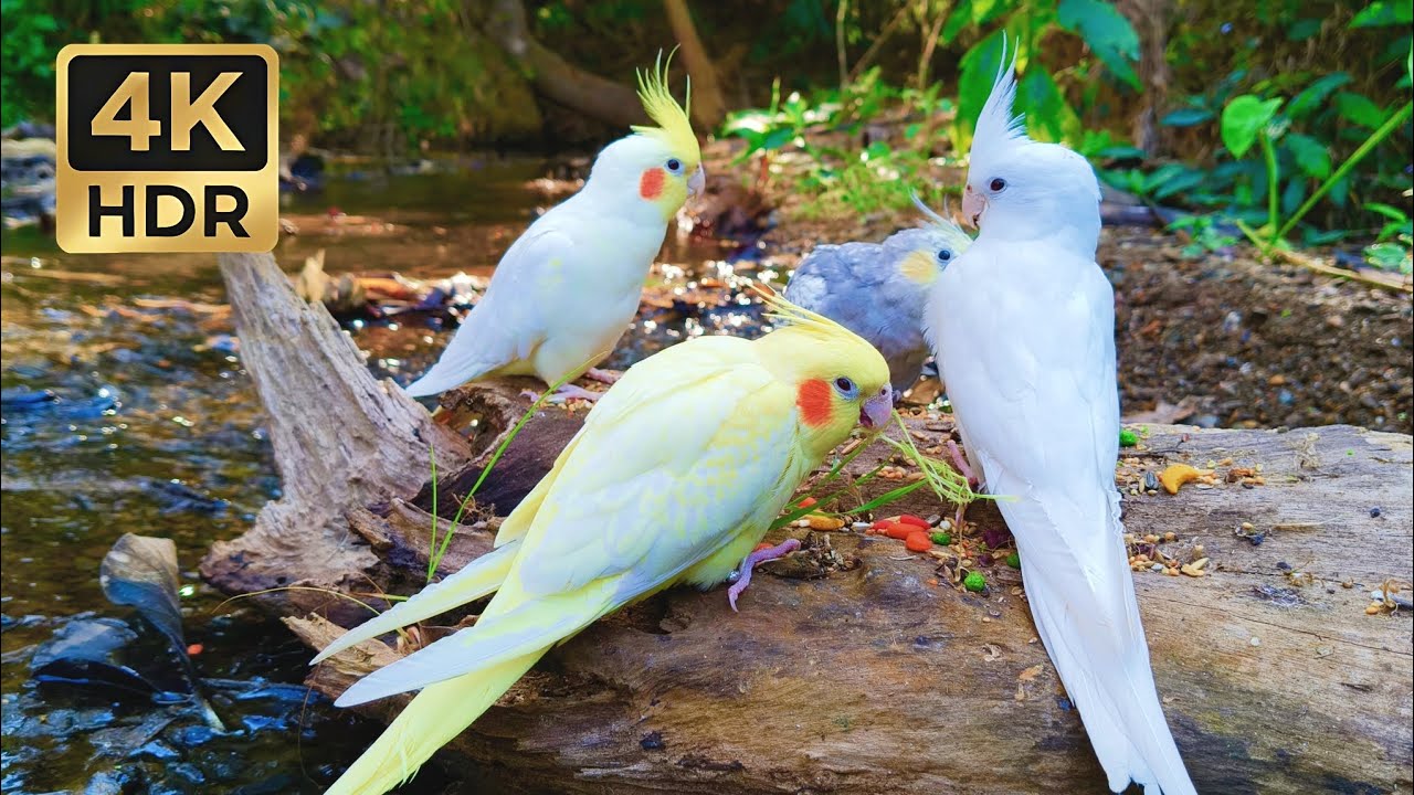 1 HOUR of Relaxing Cockatiels in Wild Nature • Soft Chirps & Peaceful Stream (4K HDR)