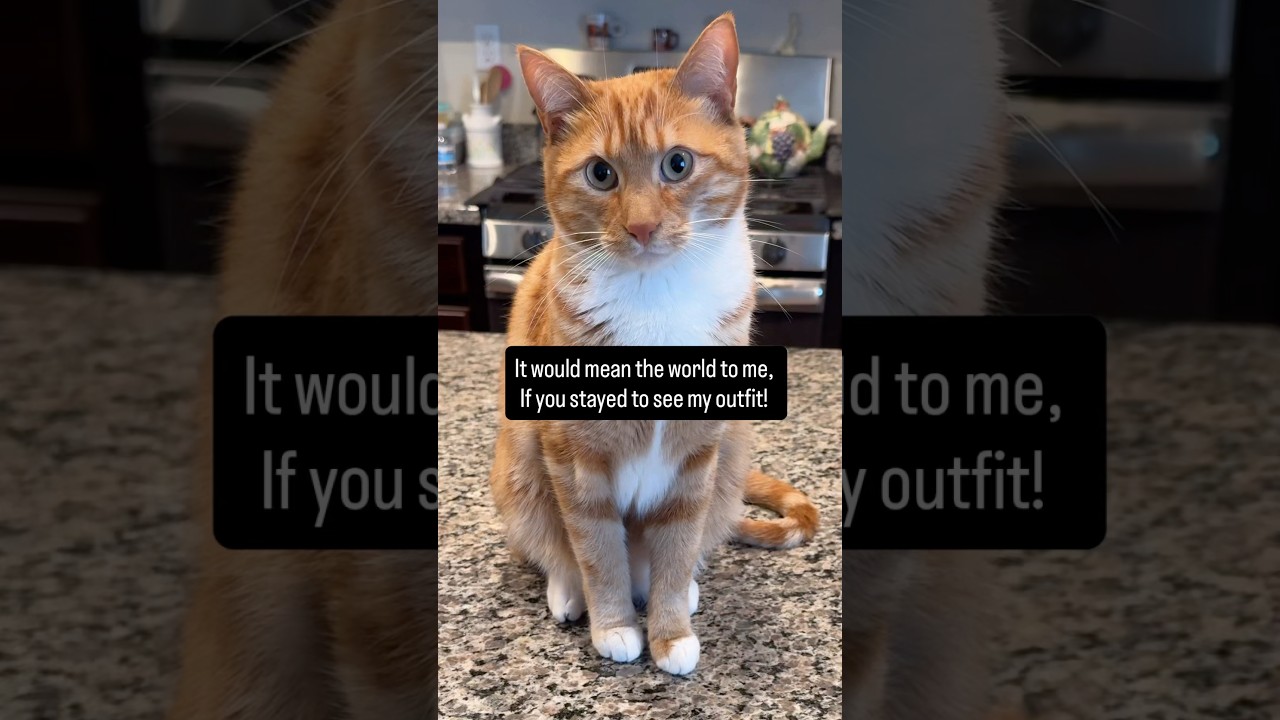 The definition of a cool cat ❤️ #seventheorangecat #pupcup #catlovers #catfashion #cats