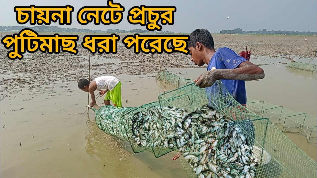 গ্রামের ছোট ছেলেরা বিলে মামাছ ধরতেছে।bill fishing video. 