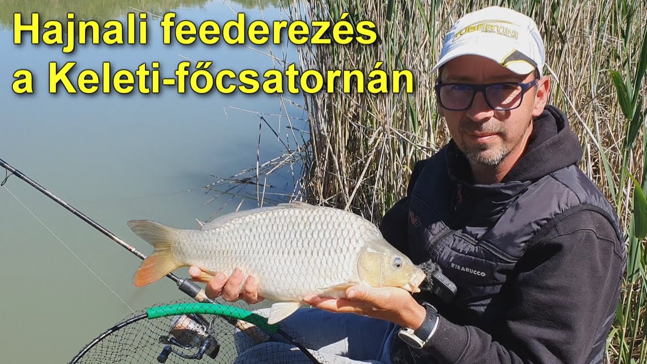 Hajnali feederezés a Keleti-főcsatornán