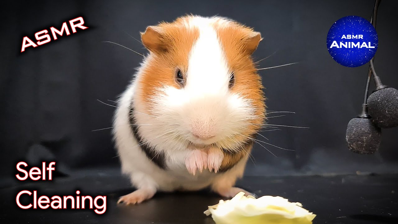ASMR Guinea Pig Self-Cleaning 🐹 Guinea Pig 24