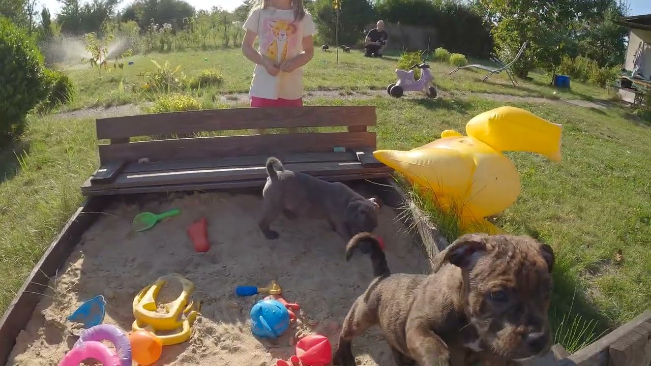 Staffordshire Bull Terrier Puppies 8 weeks - Puupies just having fun
