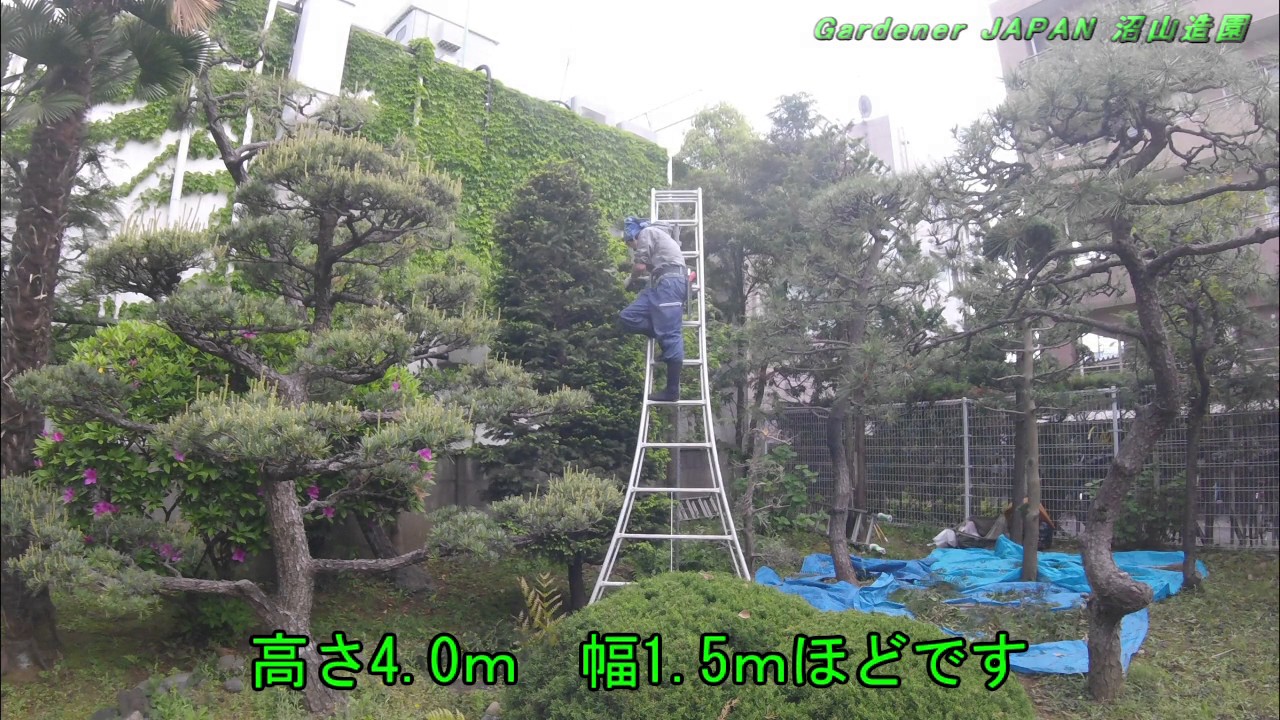 トウヒ 庭木のお手入れ　剪定 pruning  NO.127