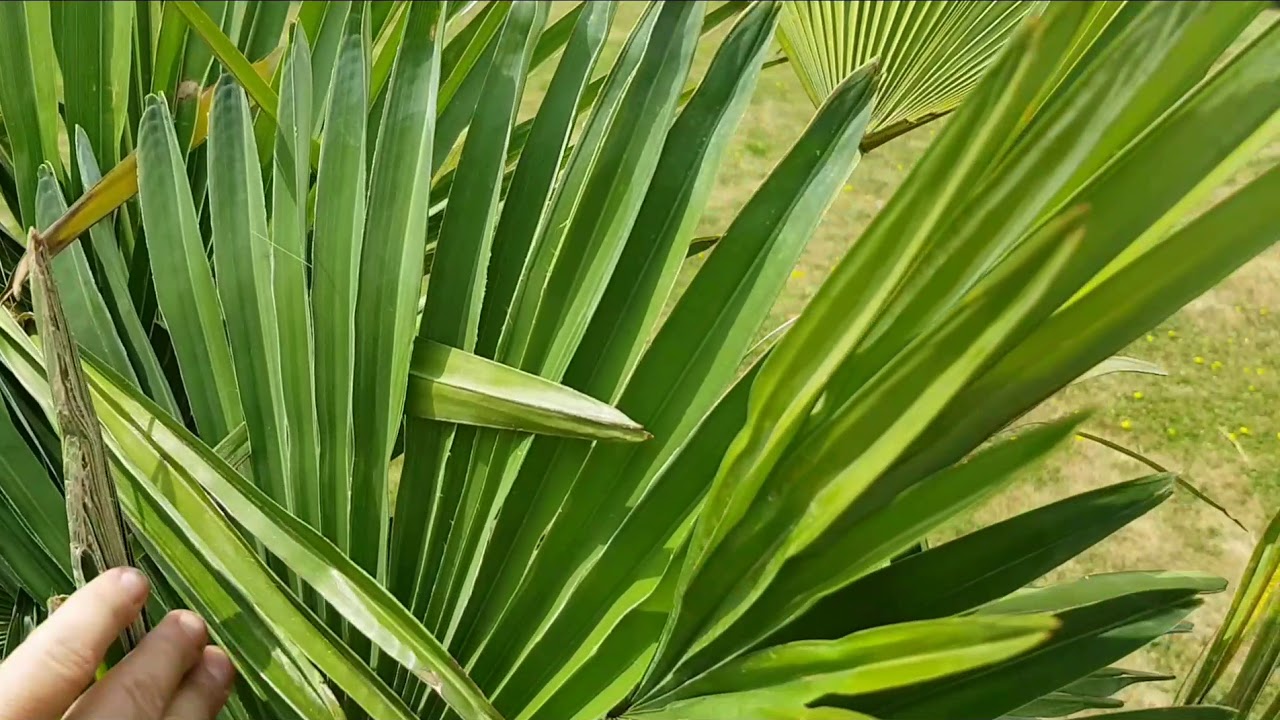 BestpalmTV. Jak zachowują się świeżo posadzone palmy 🌴