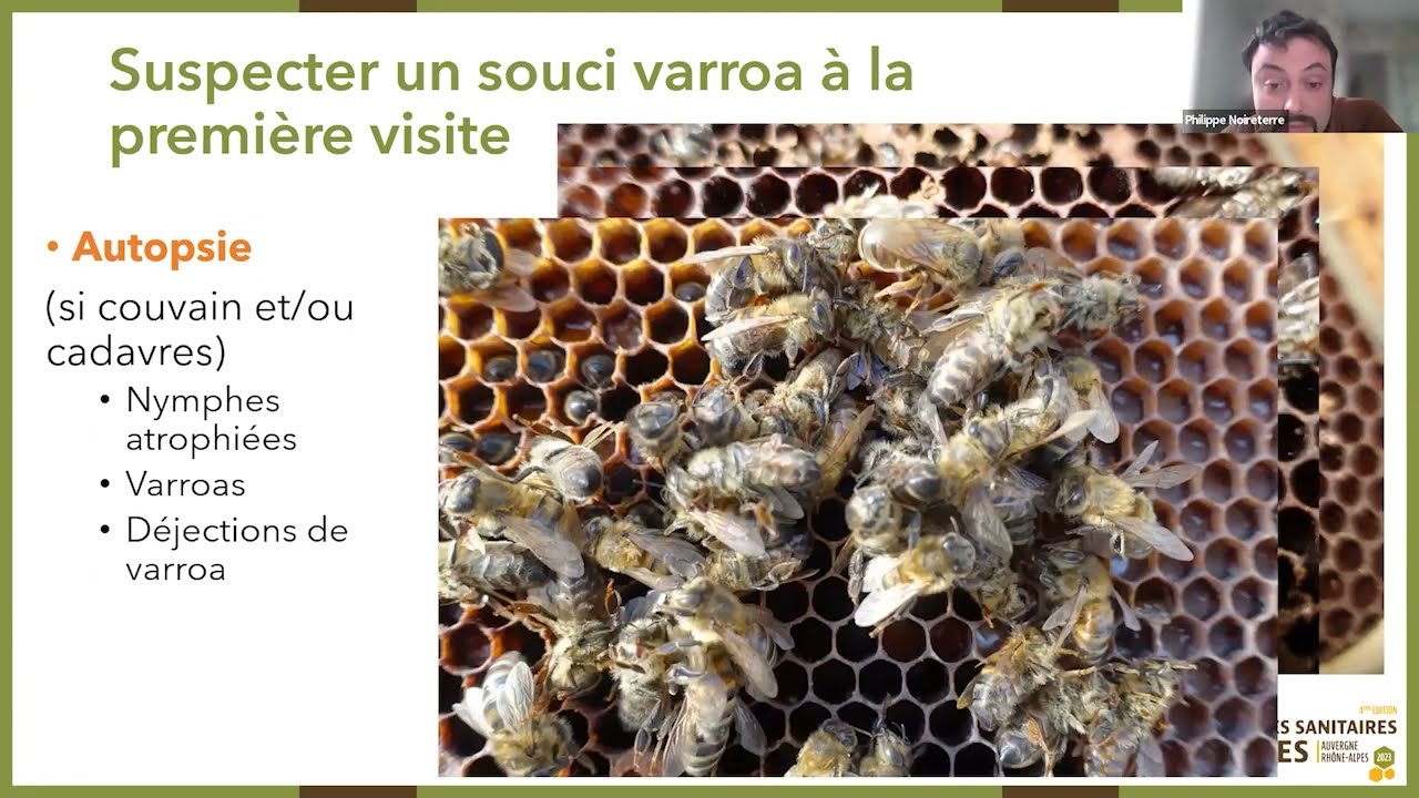 Varroa : que faire en saison pour faire baisser pression ? RSA_2023