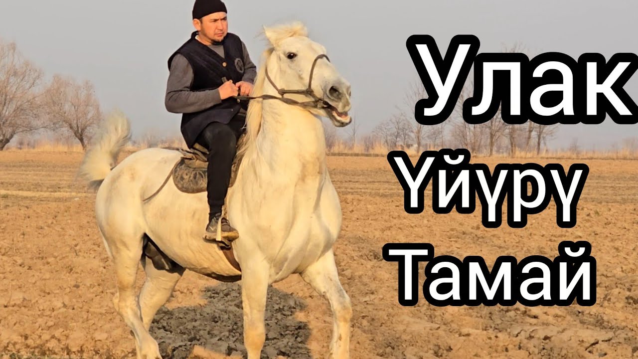 Бүгүн 18 февраля 2026 улак үйүрү тамай Ат чыкты #horse #rek #атбазар #продажалошадей #лошади 