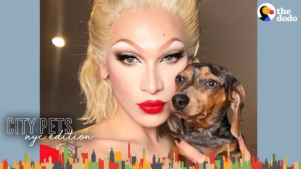 Spoiled Dogs Walk the Runway with Miss Fame NYC | The Dodo City Pets