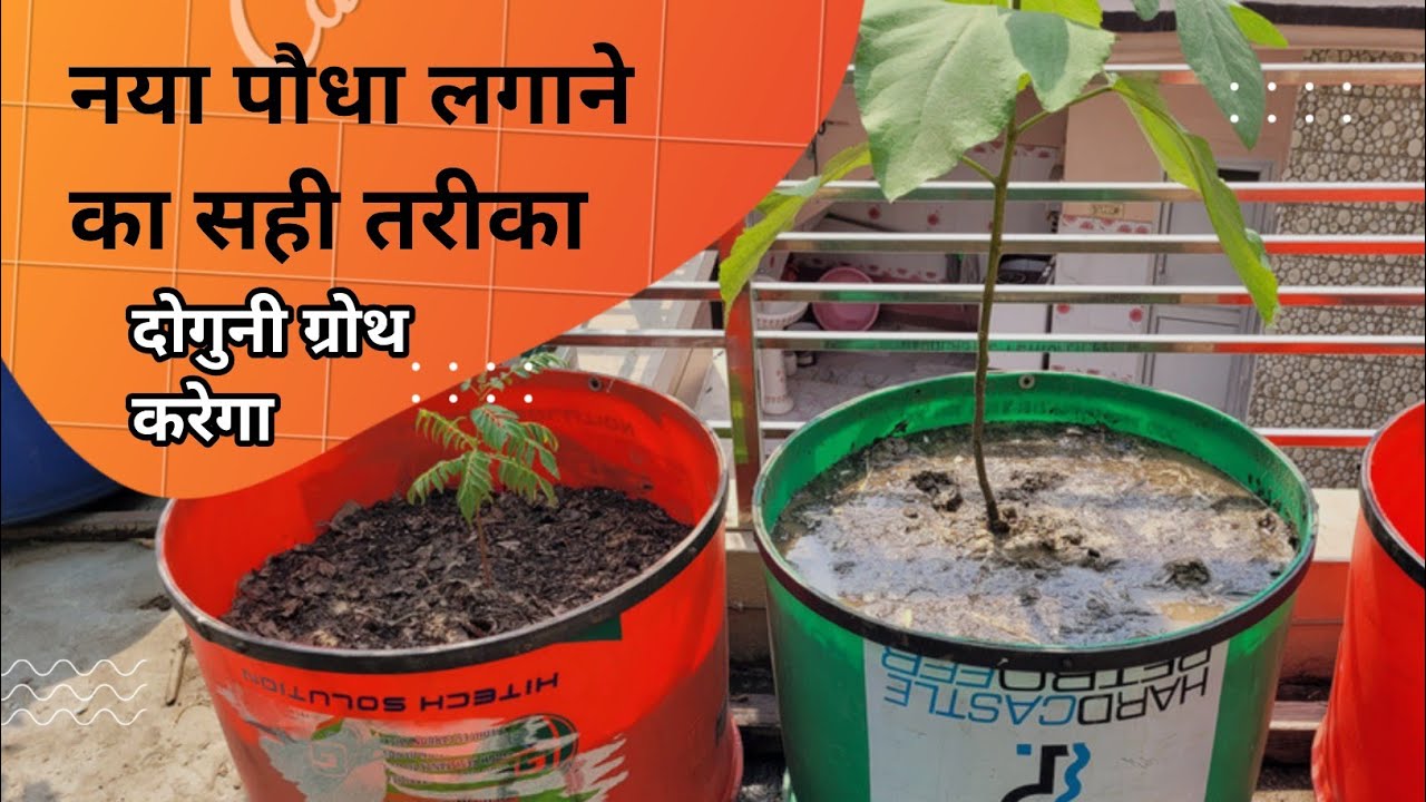Correct way to fill and Plant ।। @GreenLife Diaries