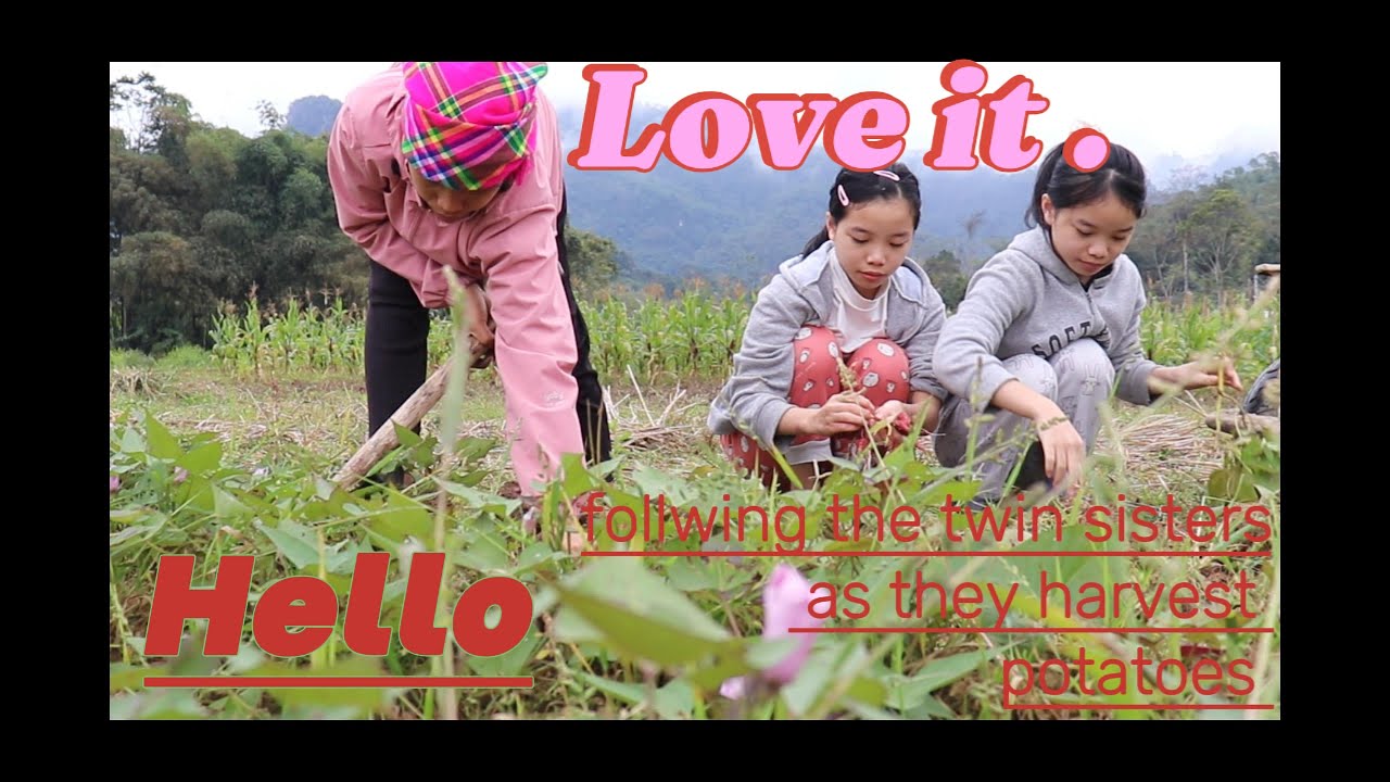 A Day in the Fields with Twin Sisters Harvesting Sweet Potatoes  Rural Village Life