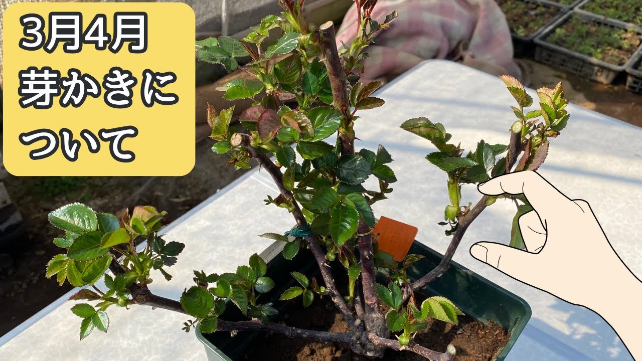 【バラの管理】芽かきについて 3月4月