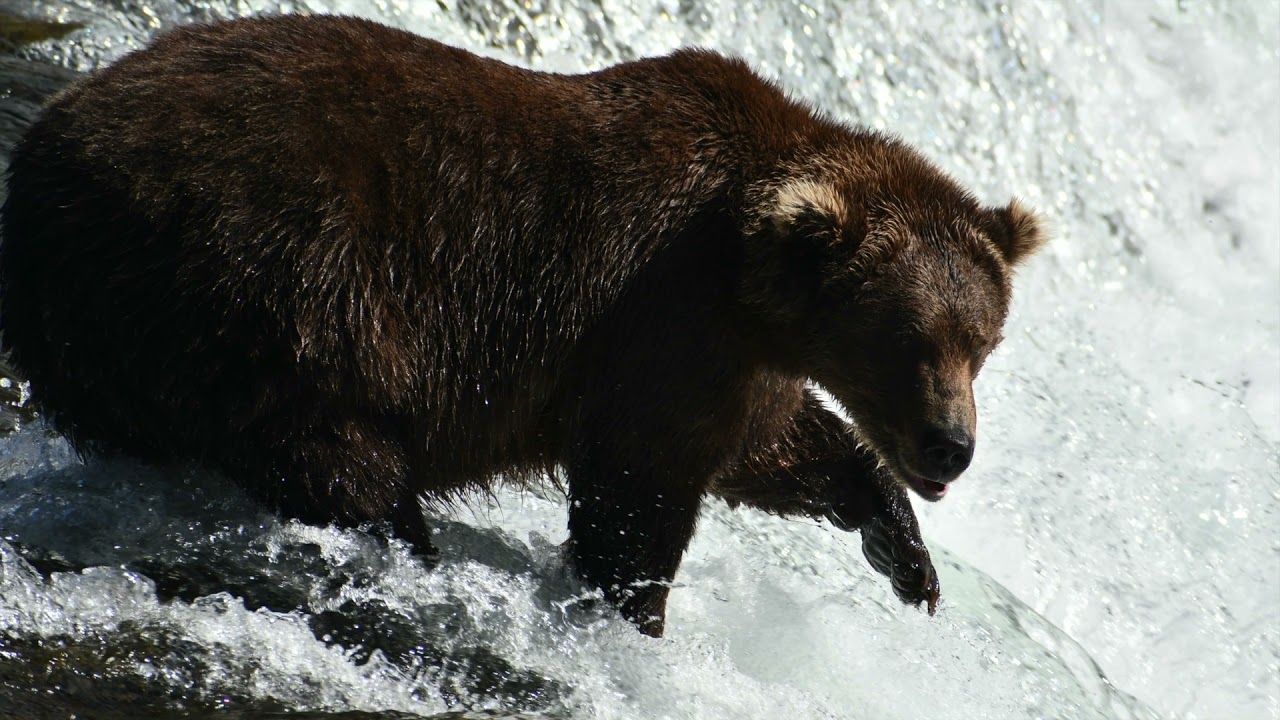 Our adventure to the Farm Lodge along with Katmai and Lake Clark National Parks