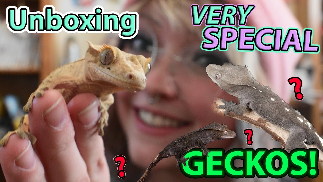UNBOXING 2 Very Special Geckos from Altitude Exotics... 😍🤫🦎