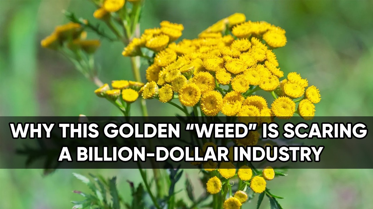 Stronger Than Modern Remedies? The Forgotten Garden Plant Once Used in Traditional Medicine