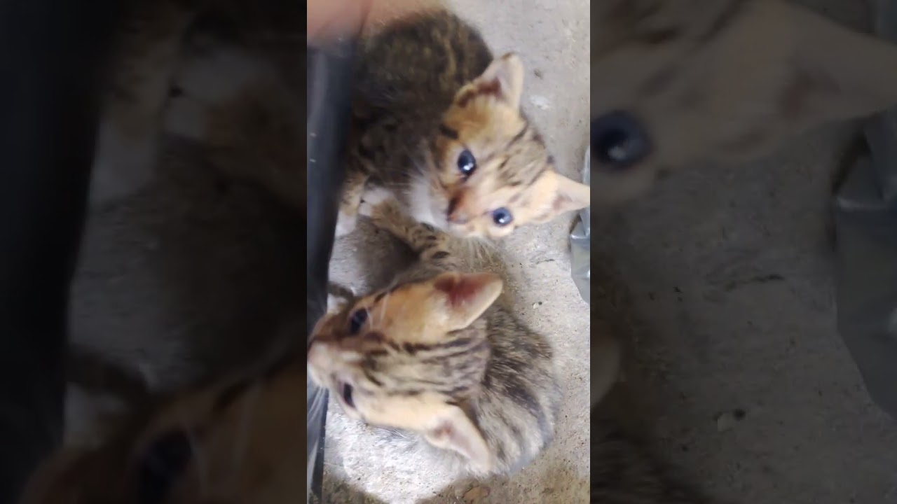 Me playing with kitty's 