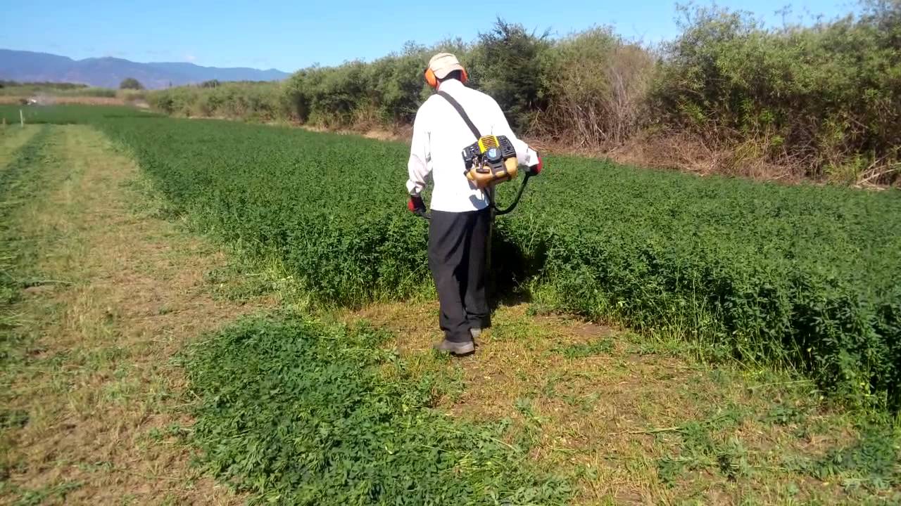CORTE  DE ALFALFA CON GUADAÑA MECANIZADA