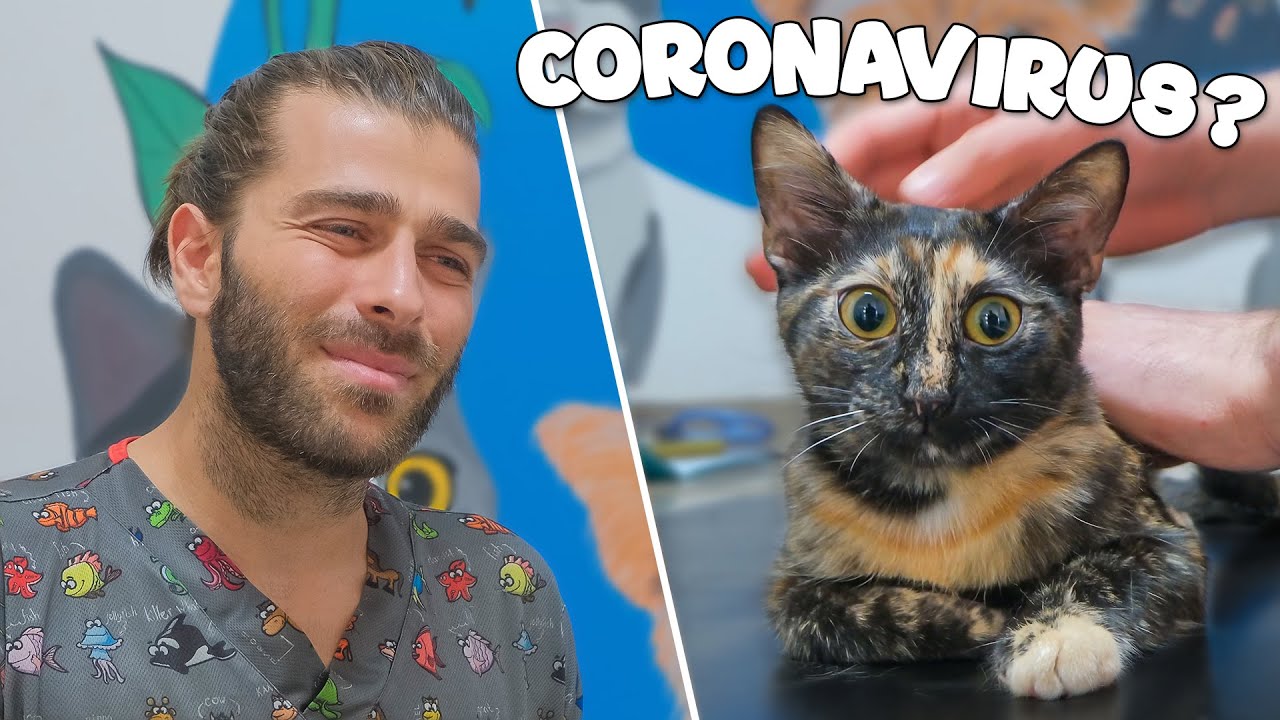 У кошки обнаружен коронавирус! (Что такое коронавирус у кошек?)