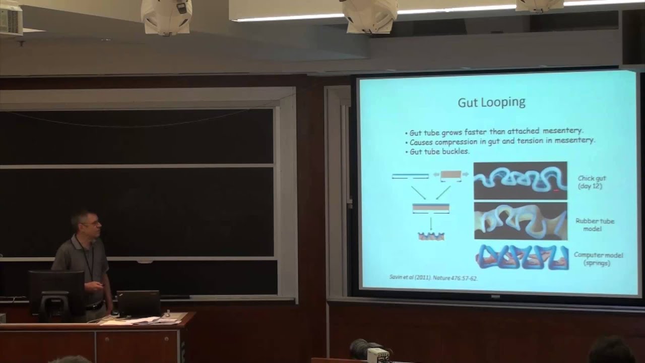 Mechanics of Development II: Modeling Morphogenesis