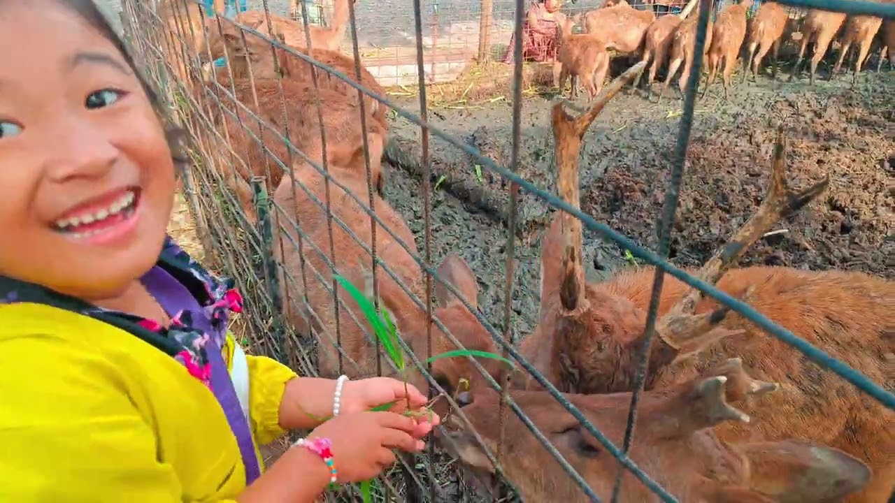 Memberi makan rusa jinak di Jamborland Srabah 