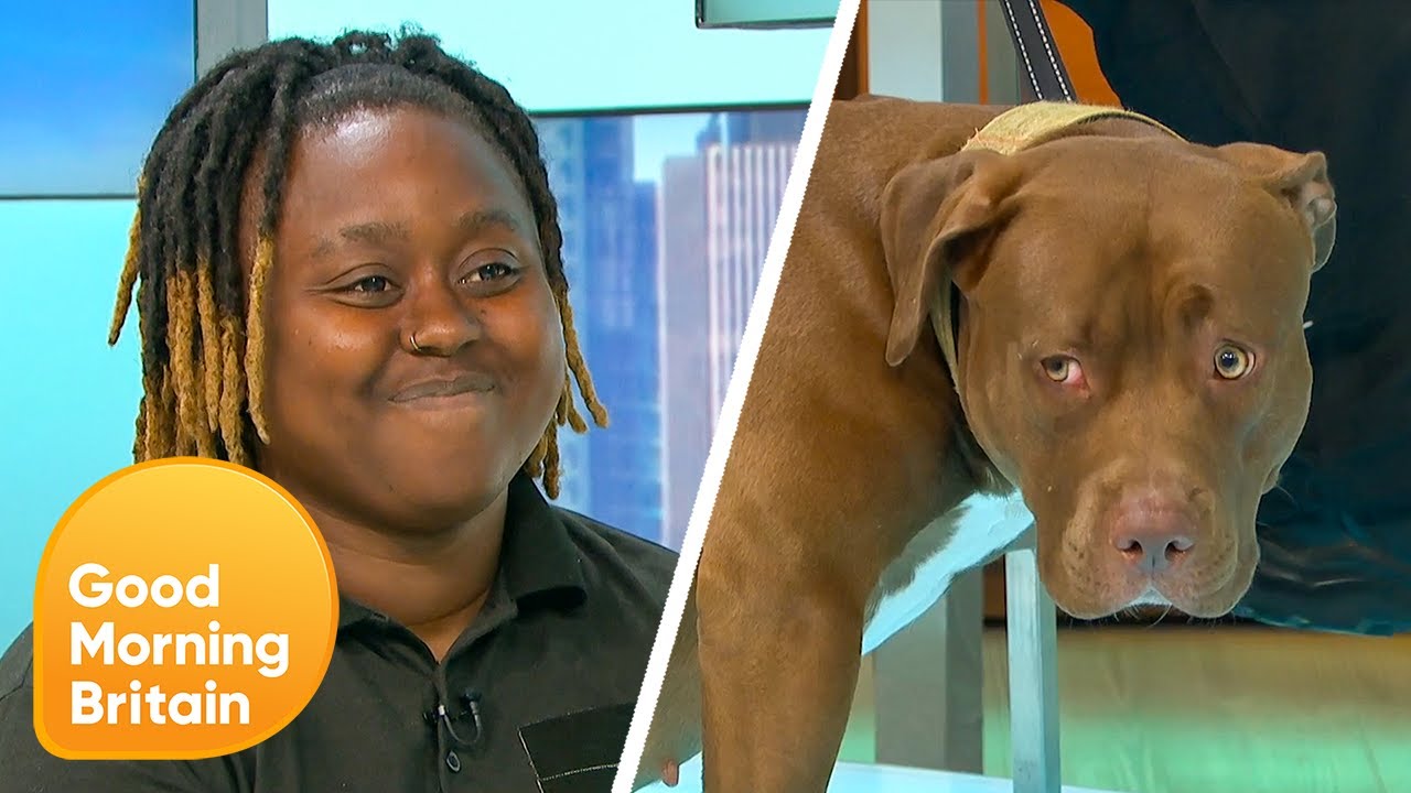 Three People Injured In Dog Attack: Is It Time To Ban American XL Bulldogs? | Good Morning Britain