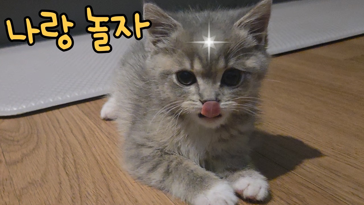 코코는 이러고 놉니다... 코코 노는거 구경하기