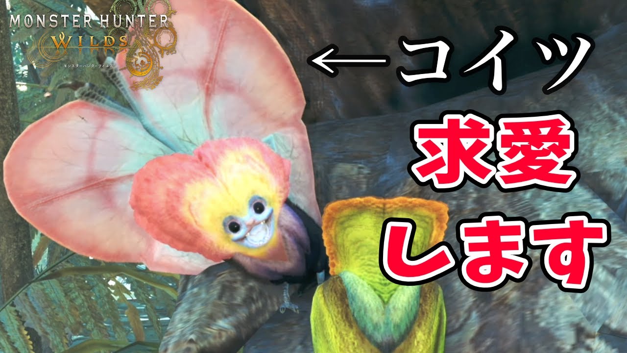 【ワイルズ環境生物】オメカシプテルスの求愛ダンスの成功と失敗【4K映像】