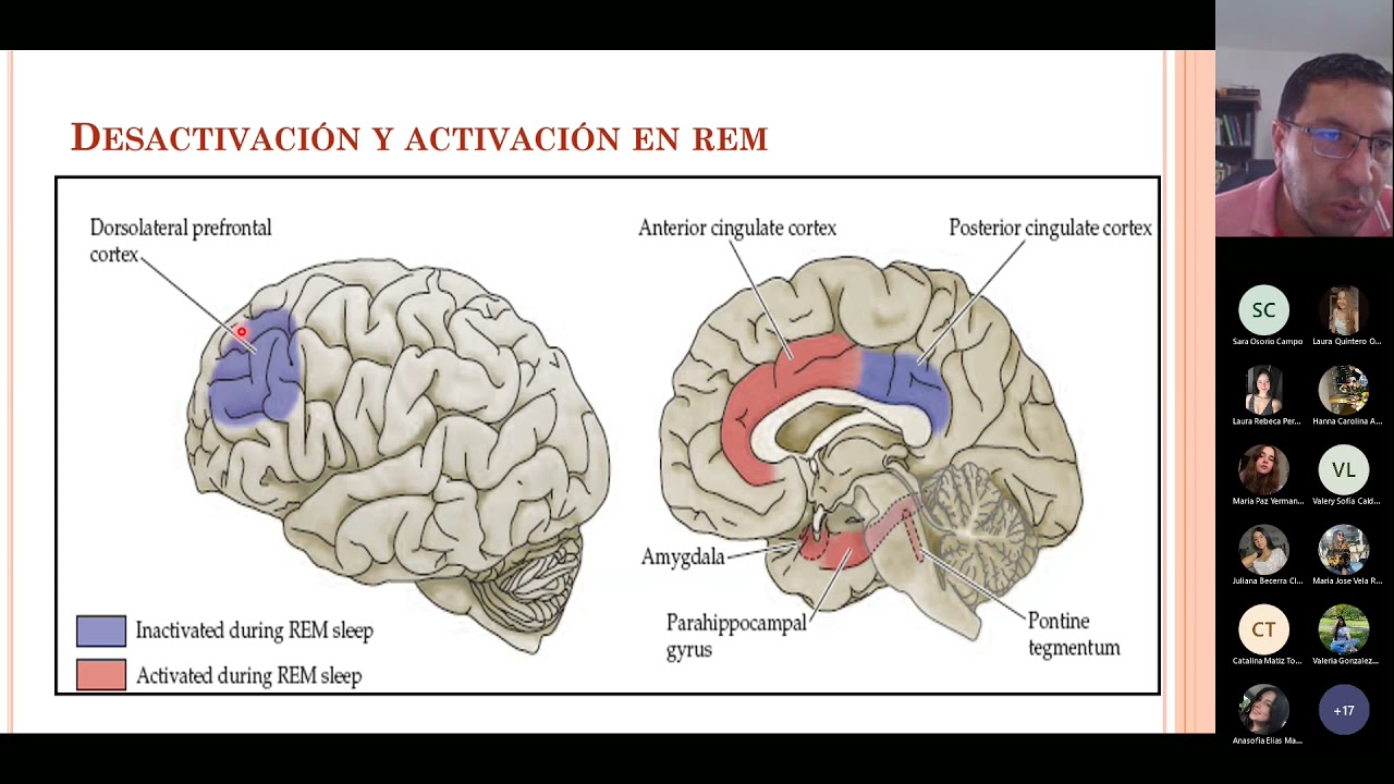 Neurobiología del sueño