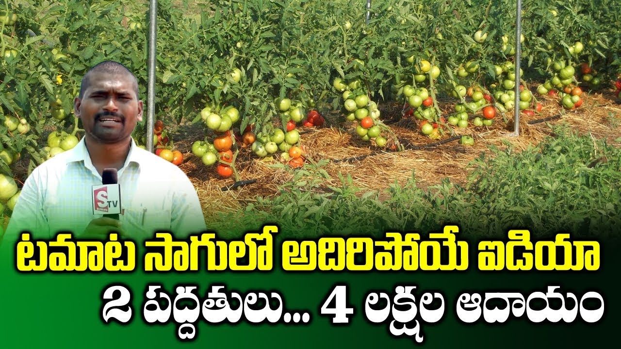 How to Earn Huge Profits with Tomato Farming in 1 acre | Vidya Sagar | Summer Crops | SumanTV Rythu