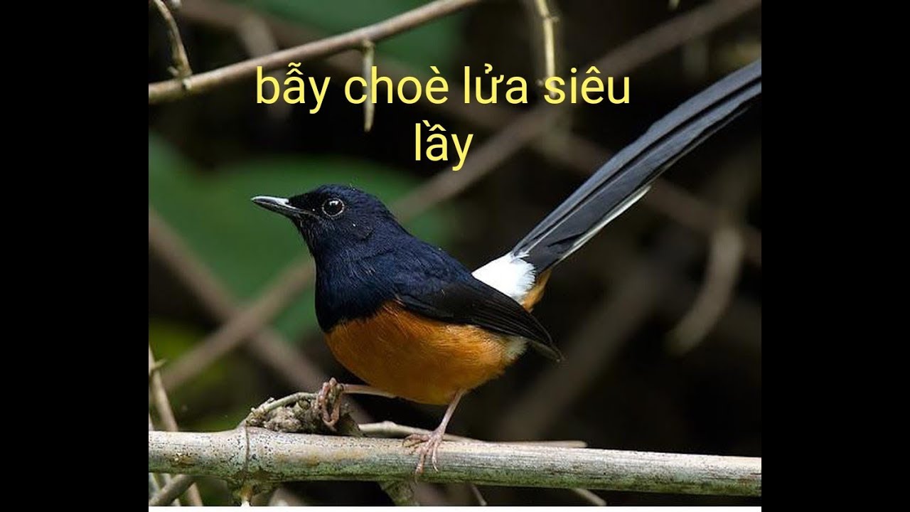 #baychoelua #choeluamoi #baychim #tiengchoelua #7choelua  bẫy chim cho&egrave; lửa
