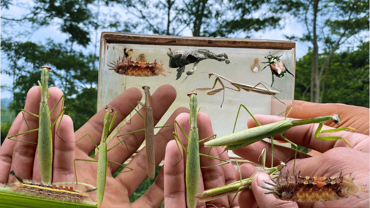 HUNTING VARIOUS KIND OF AMAZING PRAYING MANTIS