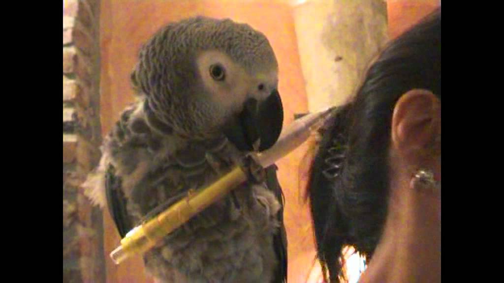 Parrot helping waitress in Restaurant