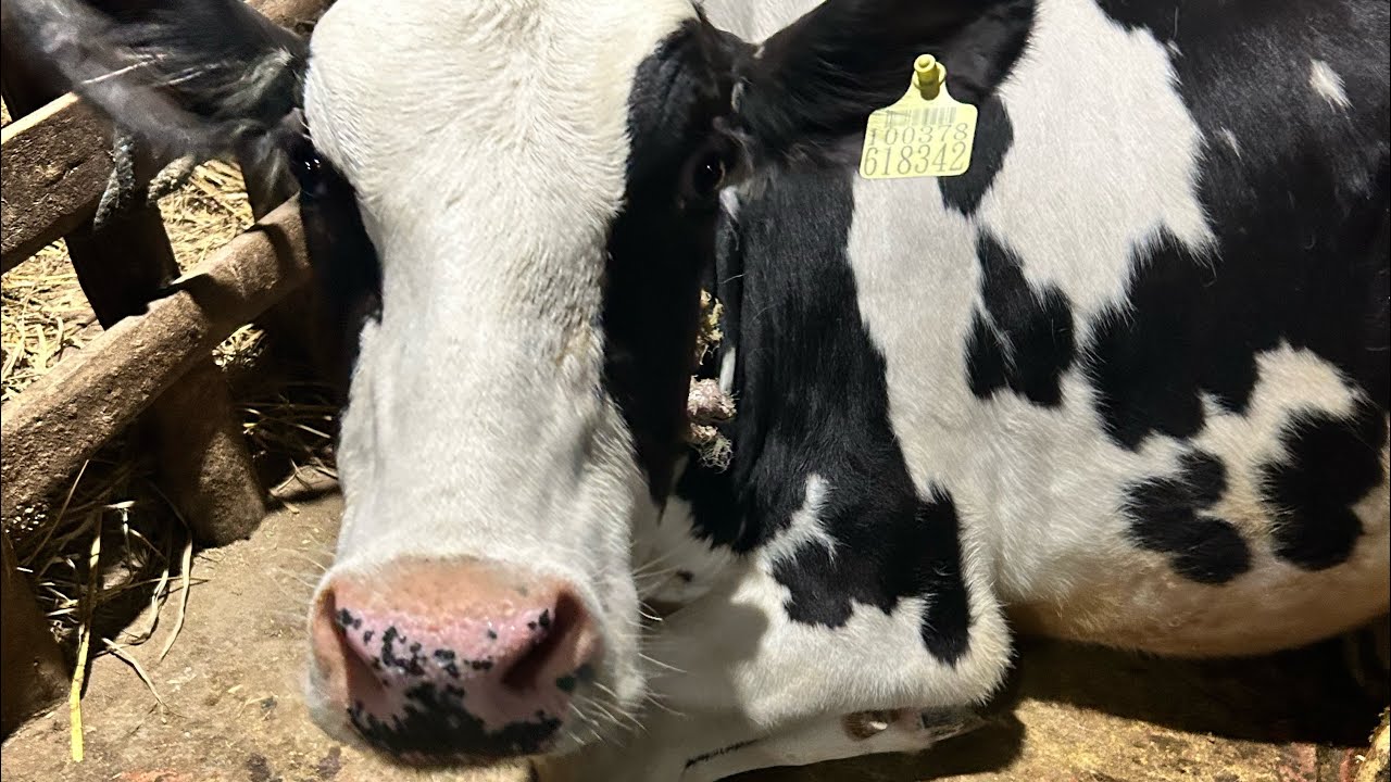 Best time for buying cows #guwahati #cow #dairyherd #cowpregnancy #animals #