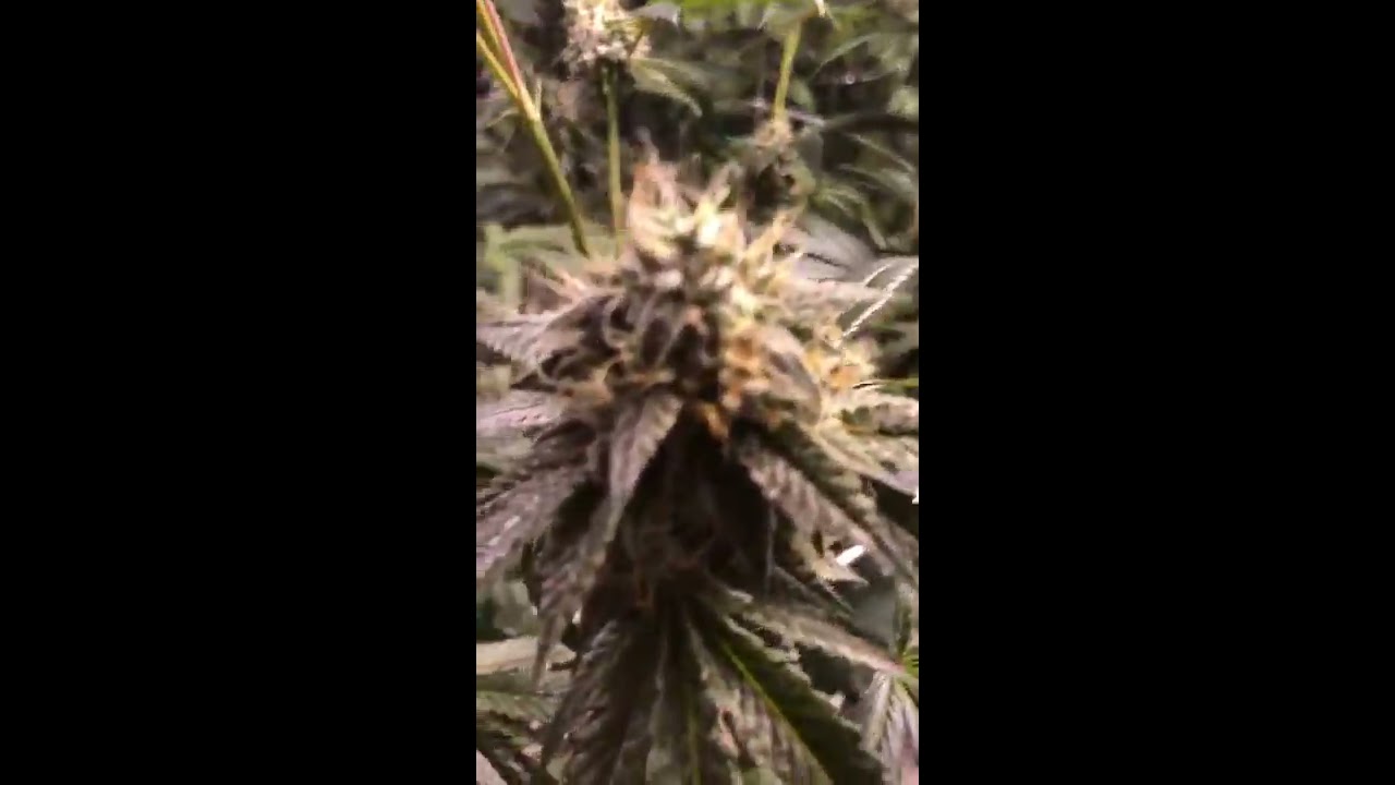 Scott&rsquo;s OG Kush