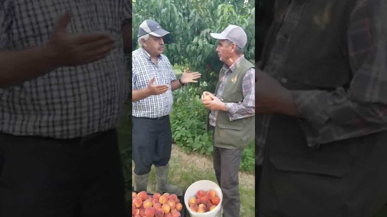 Şeftali Yetiştiriciliği (Denizli / Çivril)