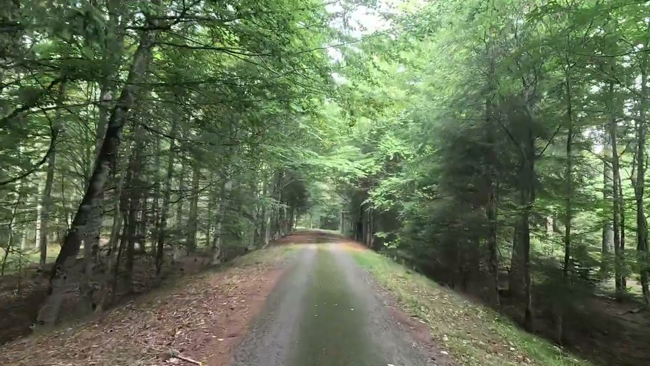 laprugne en plein milieu de sa forêt