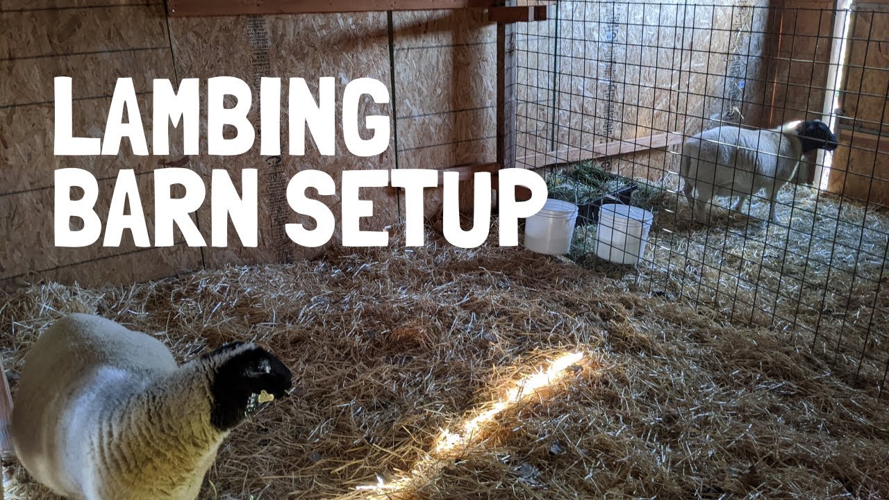 Lambing Barn Design and Setup