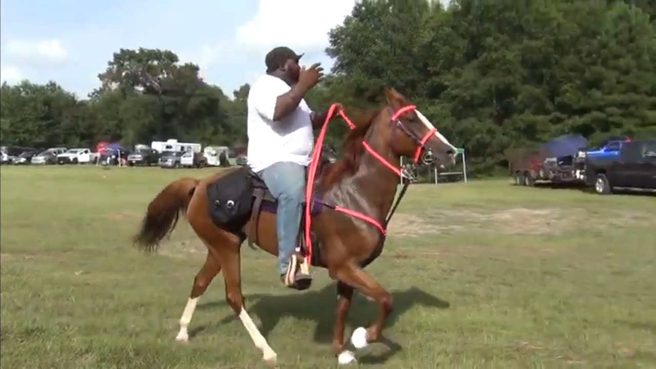 2021 Hooks Trail Riders Singlefooting Festival
