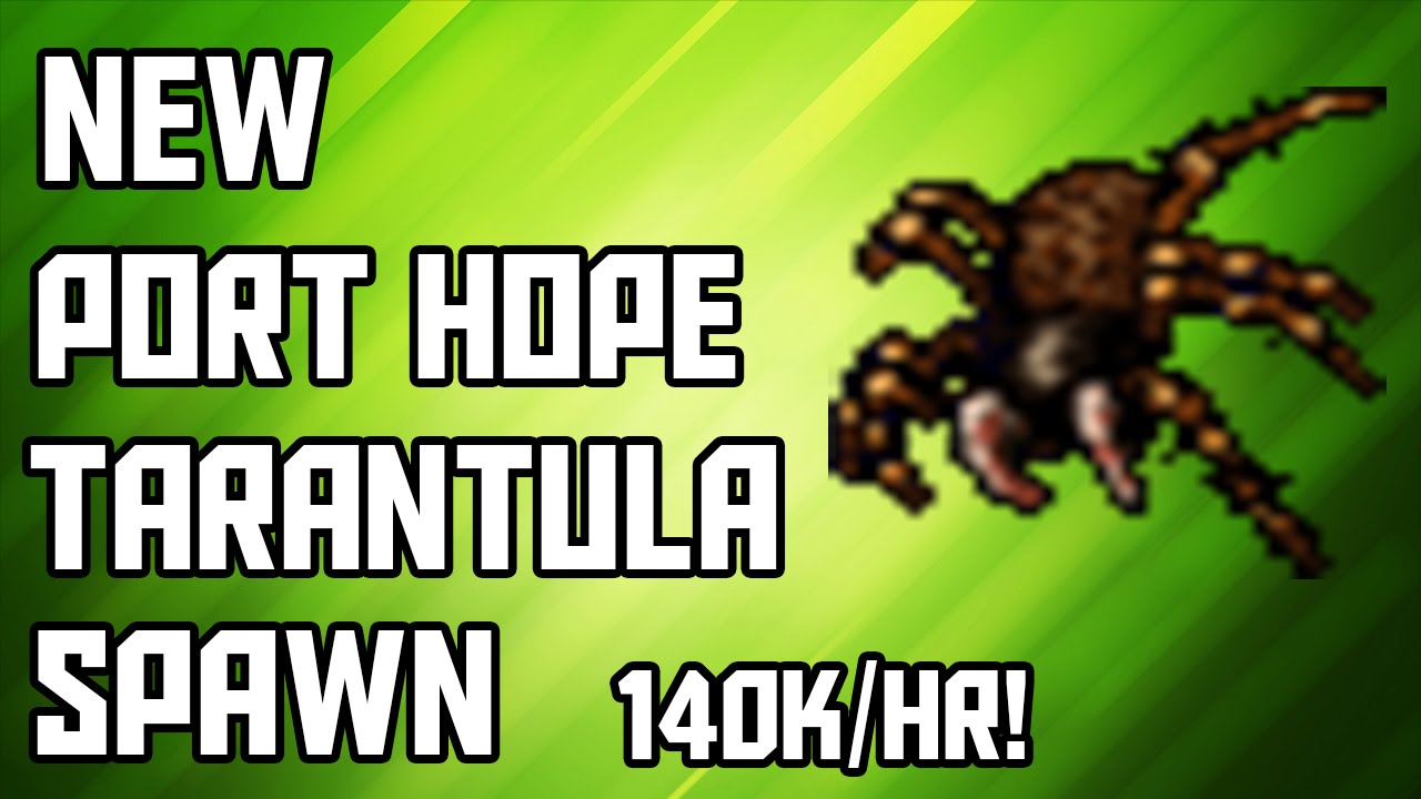 [Tibia Where to Hunt - MS/ED 14+] New Port Hope Tarantula Spawn (60-80k/hr @ 14)