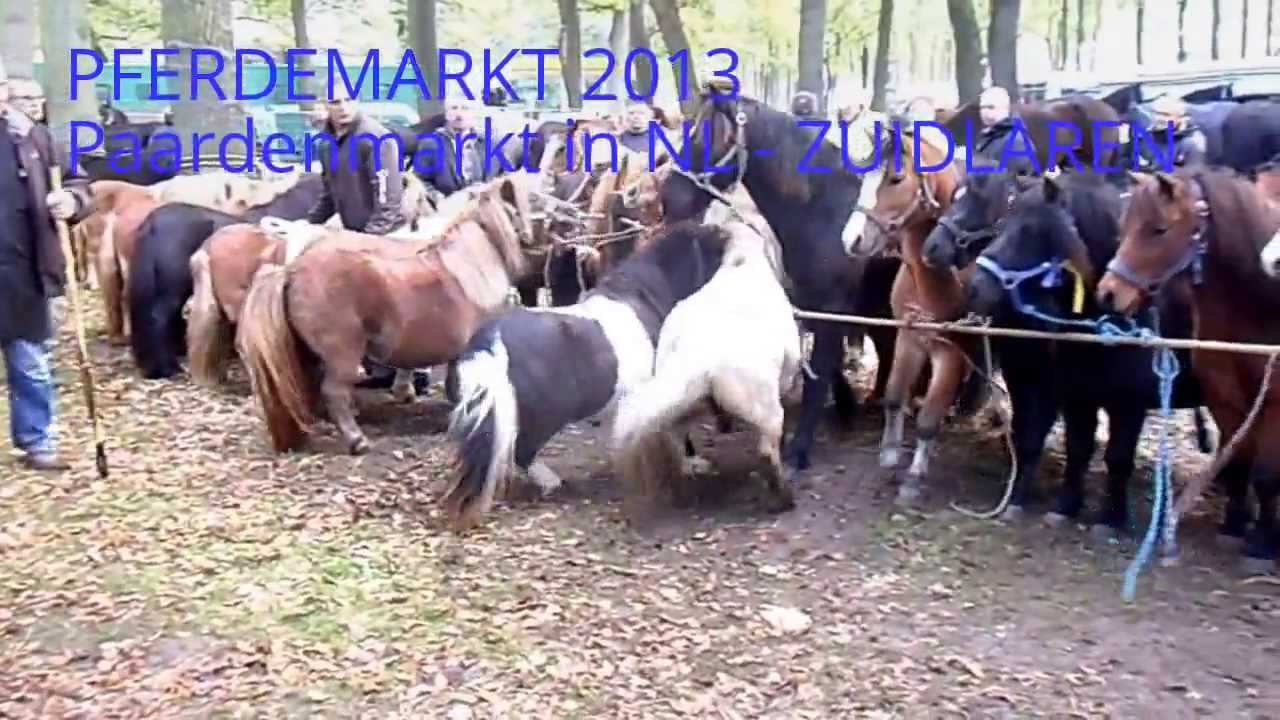 ZUIDLAREN 813te Pferdemarkt 2013,Paarden,Pferde,Horse,all incl.Ponys,Holland,