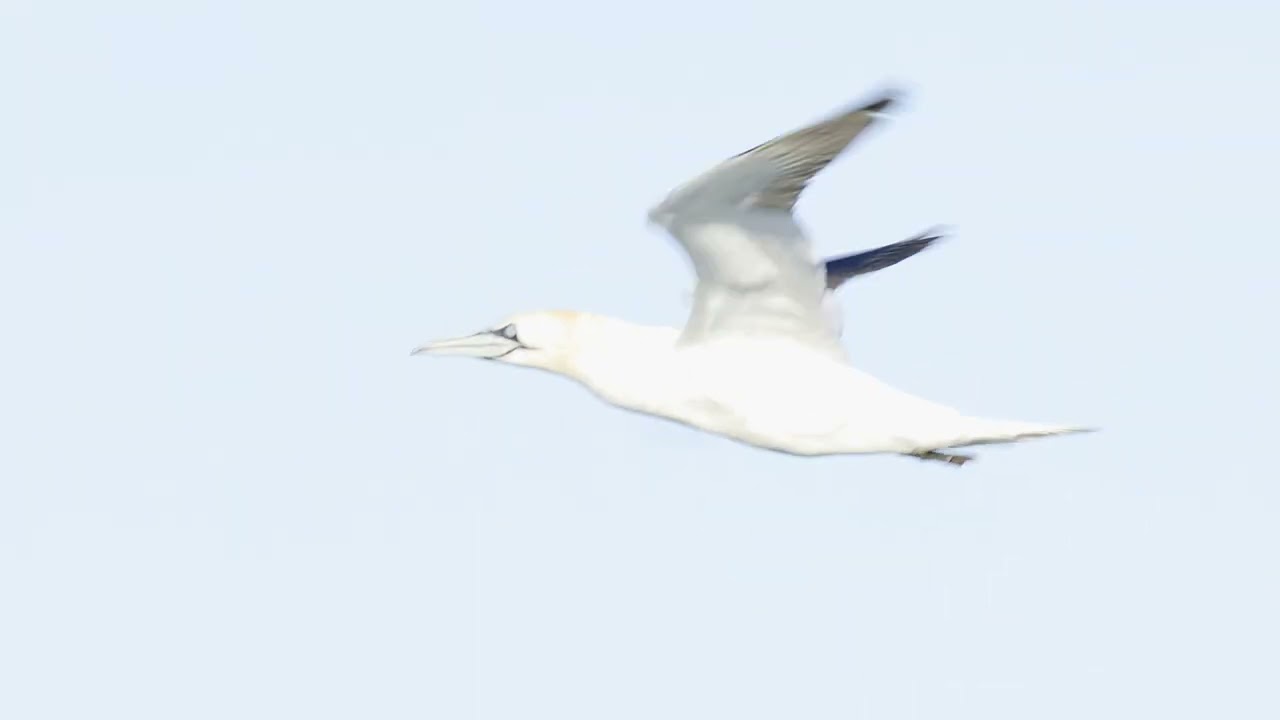 Gannet (Morus bassanus) - flying + in slow-motion @ Fowlsheugh