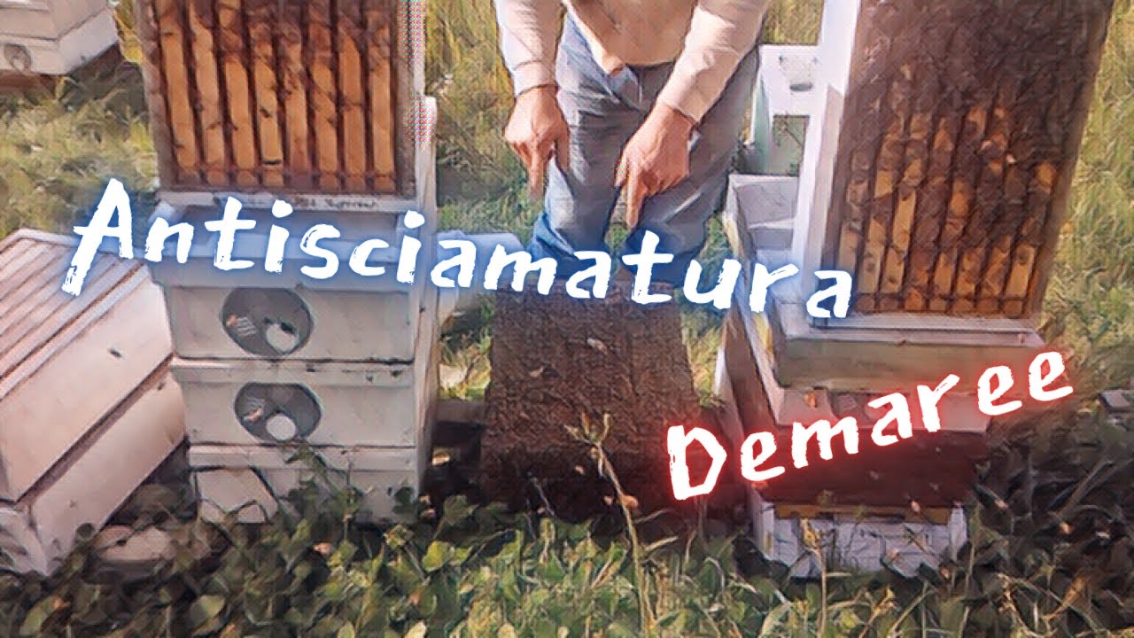 Miele Locale. Metodo Antisciamatura Demaree. Vediamo Come Si Fa e Se Funziona?