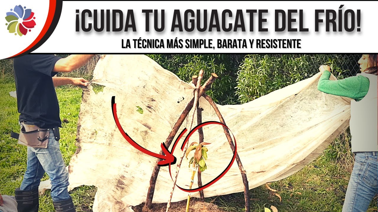 🥑 La mayoría de AGUACATES no SOBREVIVEN el primer INVIERNO... ¡PROTEGE AGUACATE YA!