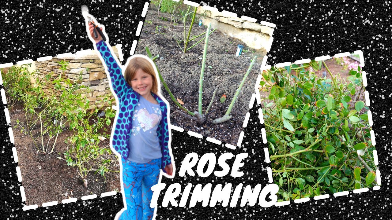 How to short trim the roses | Rose bush pruning | Best plant trimming shears!