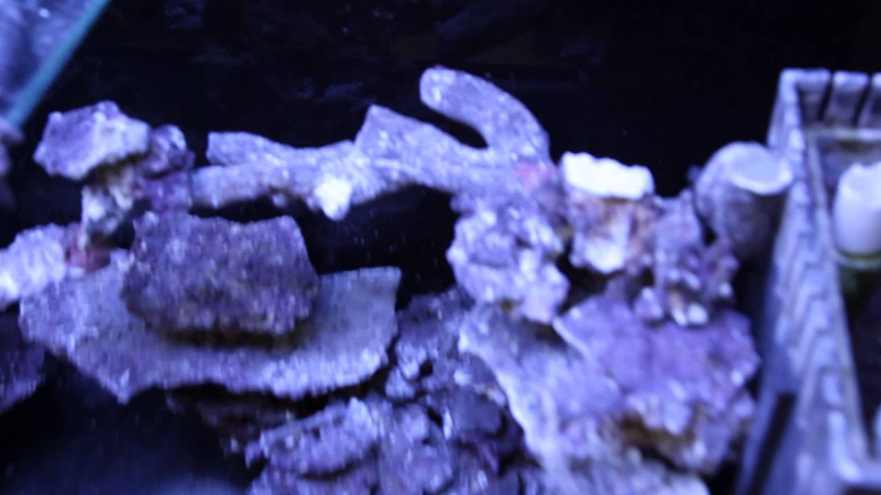 Real Reef Rock Display step2