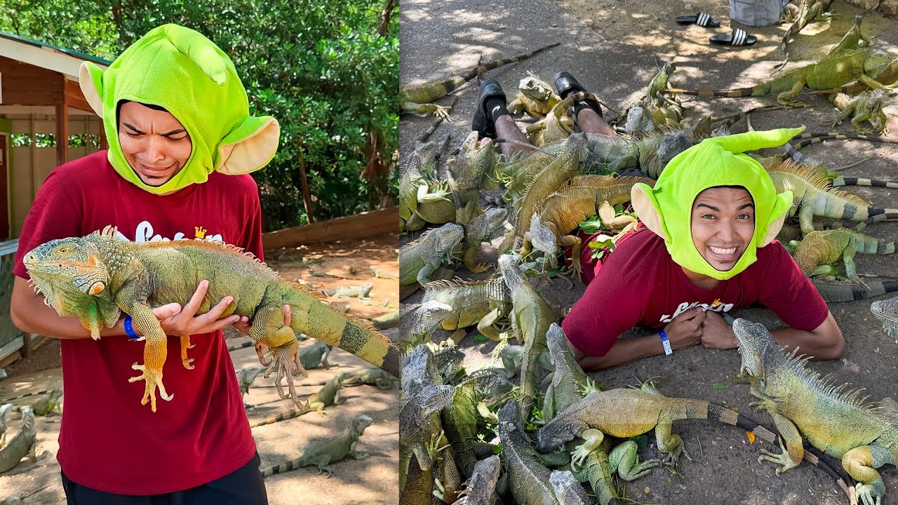 10,000 IGUANAS me ATACAN en un TIKTOK de ALFREDO LARIN 