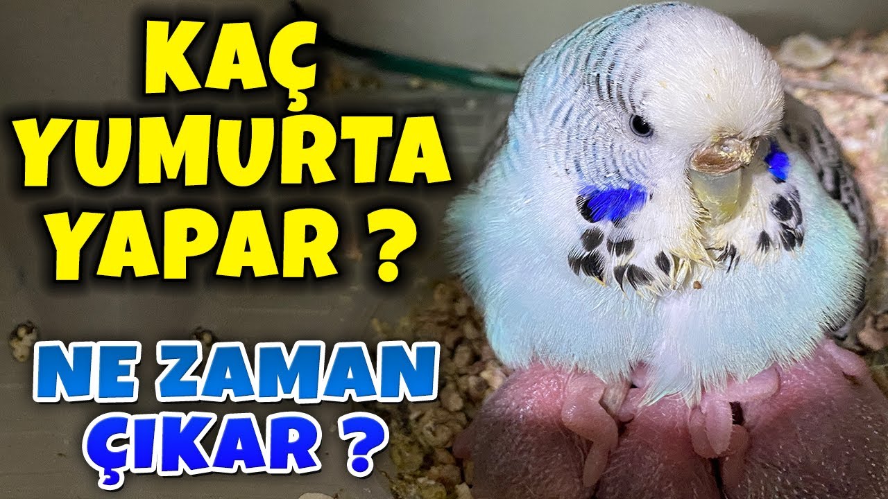MUHABBET KUŞU KAÇ YUMURTA YAPAR ? NE ZAMAN YUMURTLAR , NE ZAMAN ÇIKAR