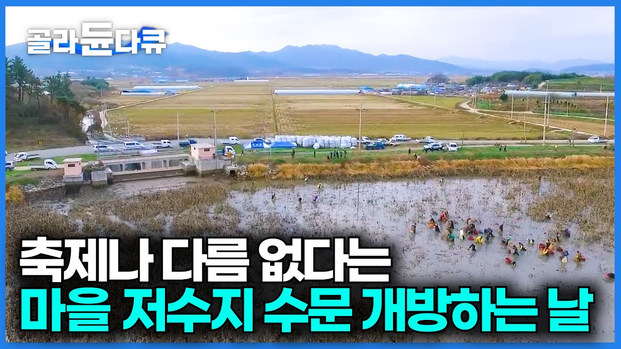 옆 마을에서도 소문 듣고 옵니다. 저수지 수문 개방하고 잔치하는 날｜별다른 기술 없이 고기 줍는 주민들｜#골라듄다큐