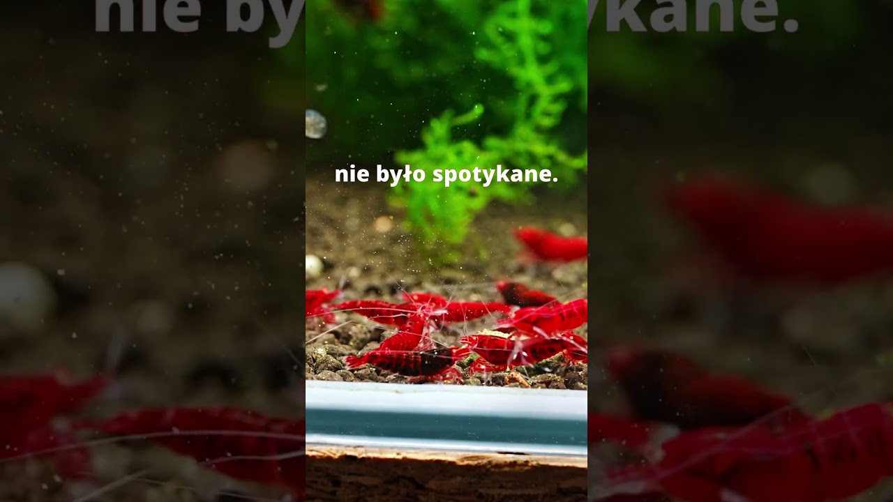 Orange Eye Red Devil #aquarium #aquascape #fishtank #fishkeeping #shrimp #krewetki