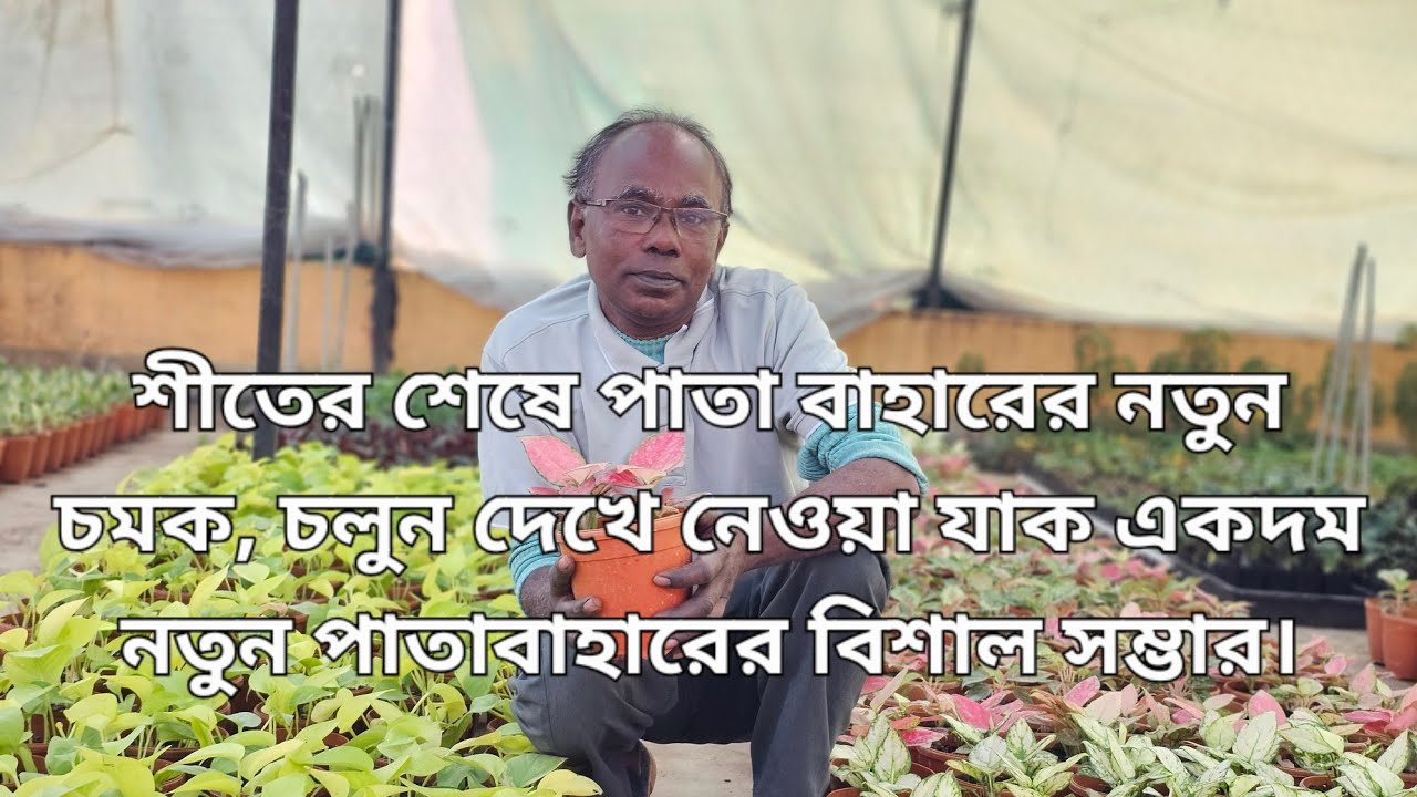 শীতের শেষে পাতা বাহারের নতুন চমক, চলুন দেখে নেওয়া যাক একদম নতুন পাতাবাহারের বিশাল সম্ভার।