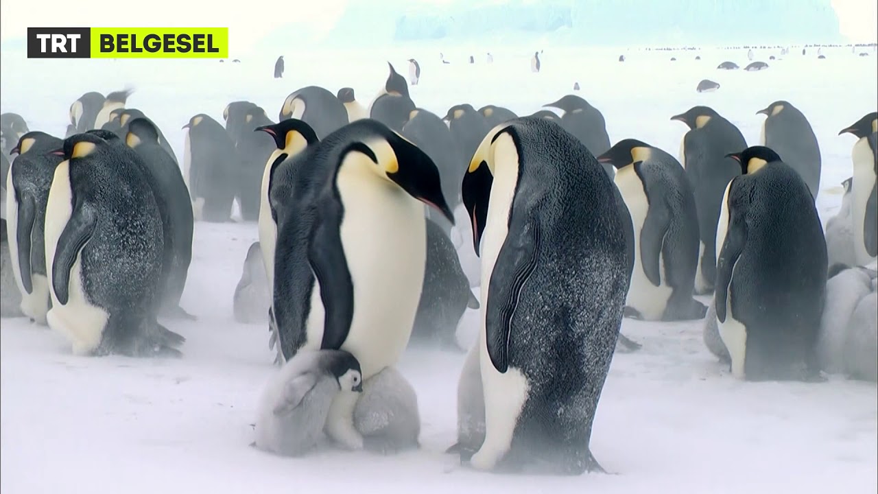 Baba Penguen, Yavrusunu Canlandırmaya Çalışıyor