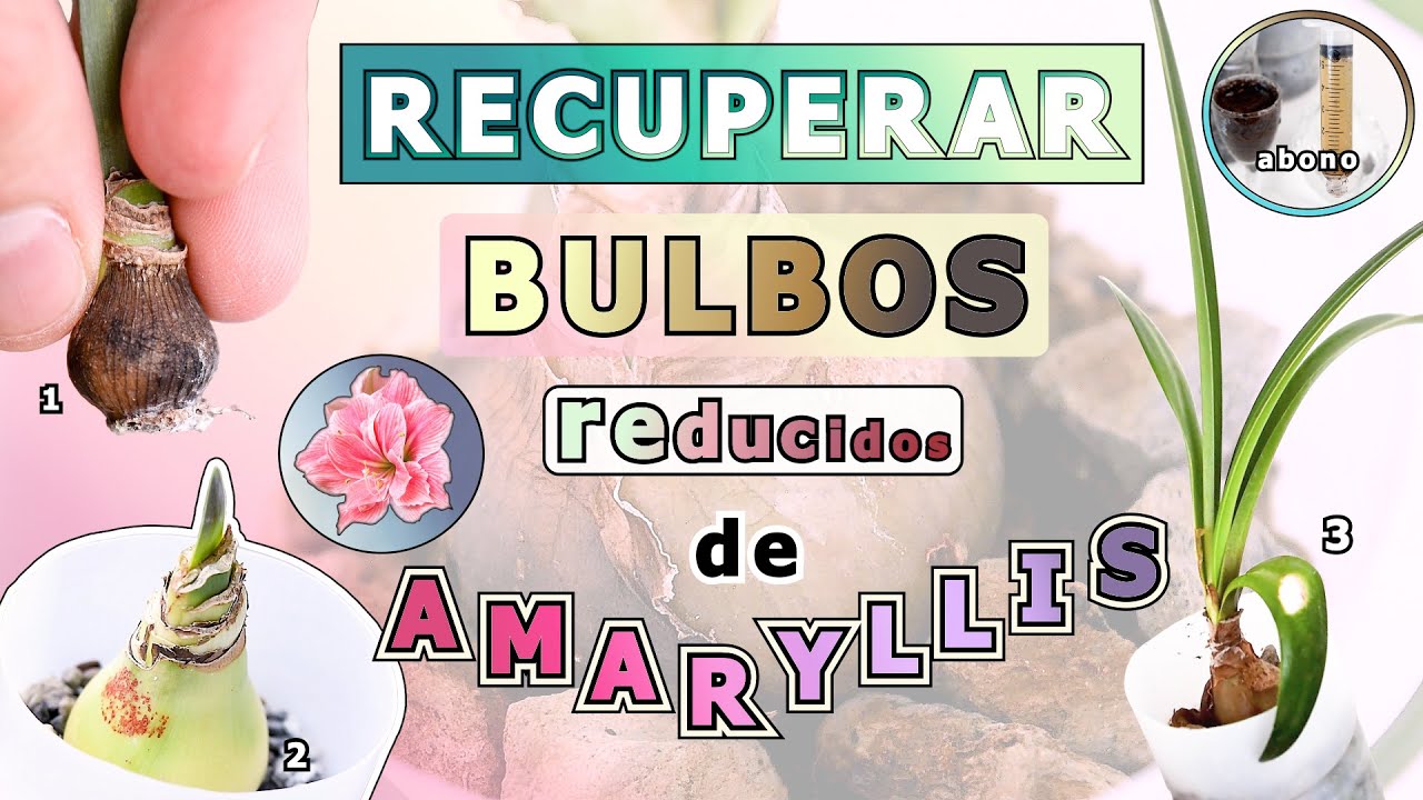 ✅Recuperar AMARYLLIS - BULBOS reducidos (Hippeastrum)| RESCATE y ENRAIZADO | GUÍA completa | #bulbos